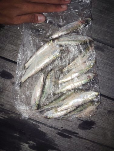 ミズンの釣果