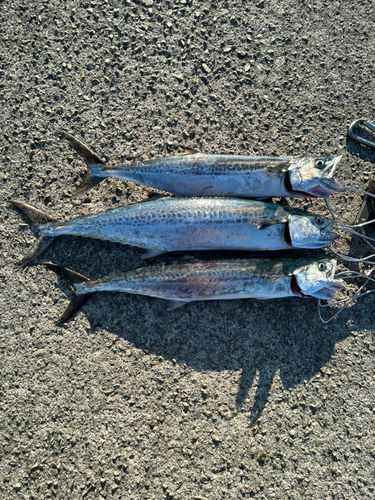 サゴシの釣果