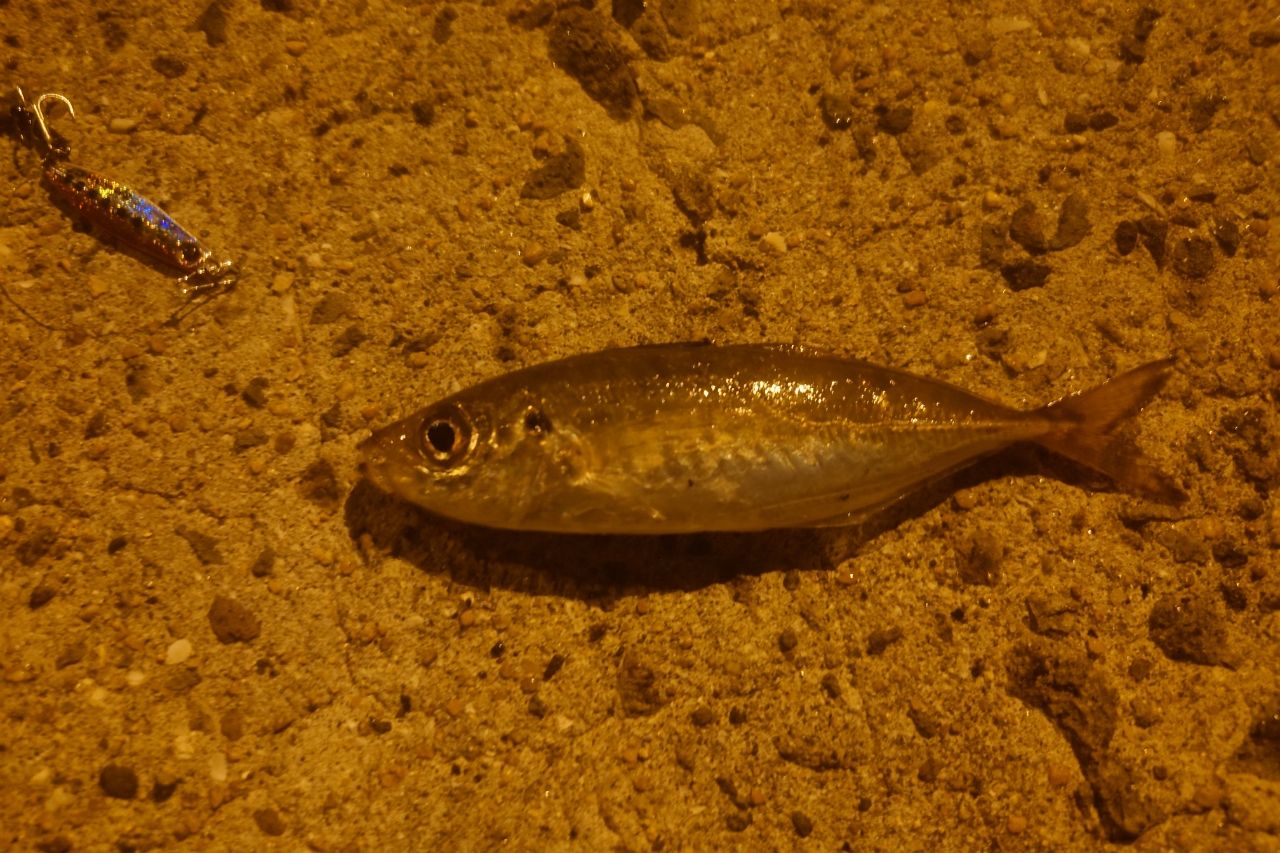 マアジ