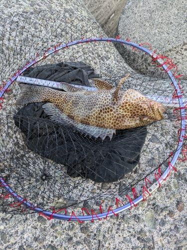オオモンハタの釣果