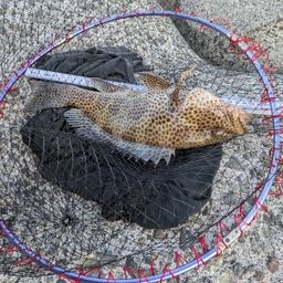 オオモンハタ