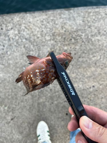 アコウの釣果