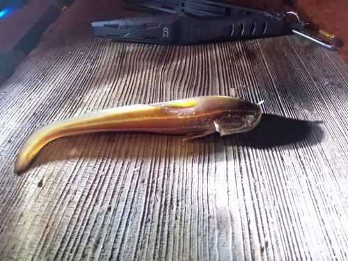 ゴンズイの釣果
