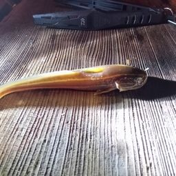 ゴンズイ