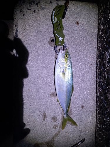 ツバスの釣果