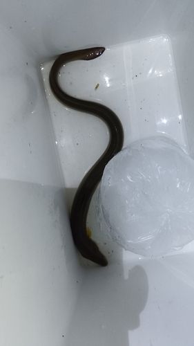 ウナギの釣果