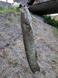 ナマズの釣果