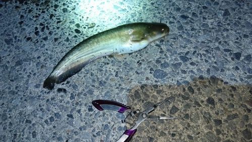 ニホンナマズの釣果