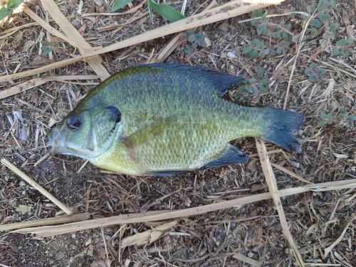 ブルーギルの釣果