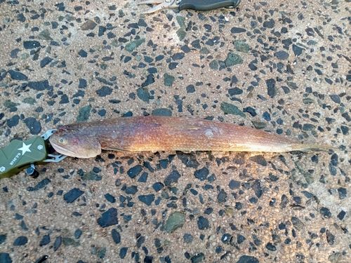 エソの釣果