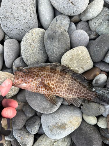 オオモンハタの釣果