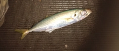 マルアジの釣果