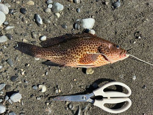 オオモンハタの釣果