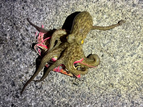 タコの釣果