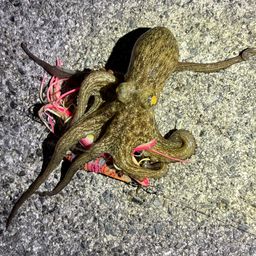 タコ