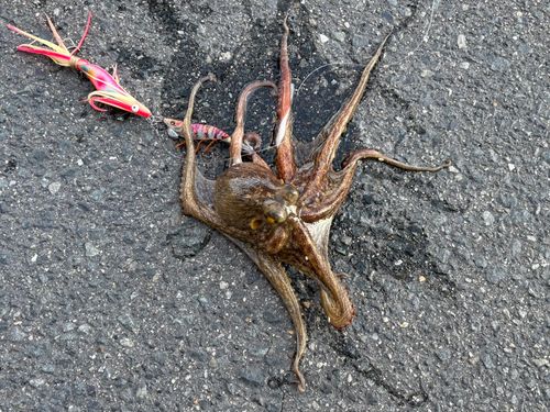 タコの釣果