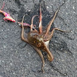 タコ