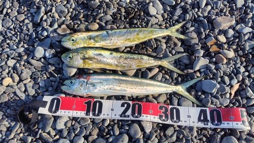 シイラの釣果