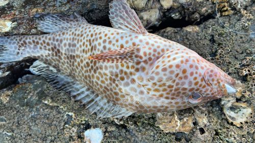 オオモンハタの釣果