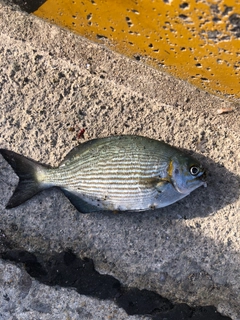 イスズミの釣果