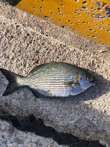 イスズミの釣果