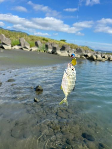 富士川河口