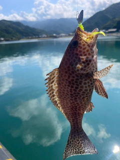オオモンハタの釣果