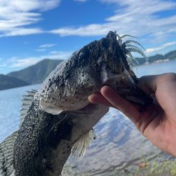 ラージマウスバス