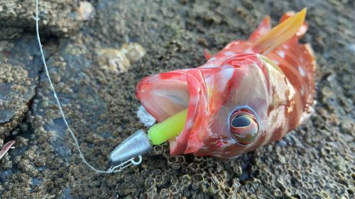 アカハタの釣果