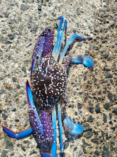 タイワンガザミの釣果