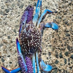 タイワンガザミ