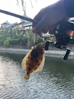 ソゲの釣果
