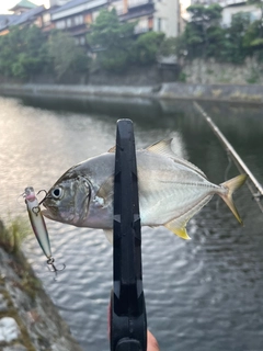 メッキの釣果