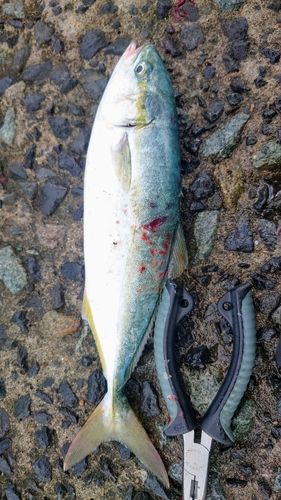 フクラギの釣果