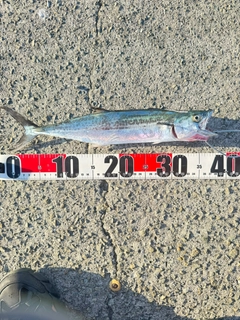 サゴシの釣果