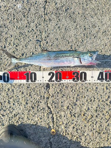 サゴシの釣果