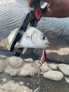 メッキの釣果