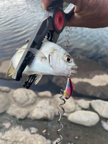 メッキの釣果