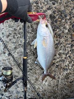 ネリゴの釣果
