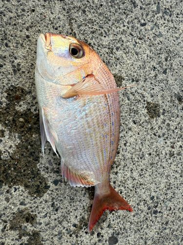 マアジの釣果