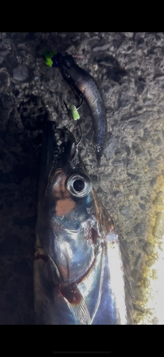 タチウオの釣果