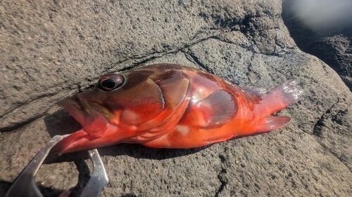 アカハタの釣果