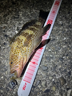 オオモンハタの釣果
