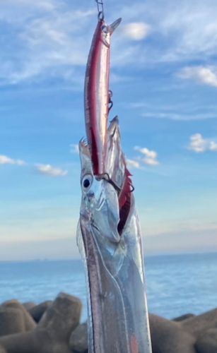 タチウオの釣果