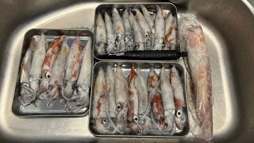 ケンサキイカの釣果