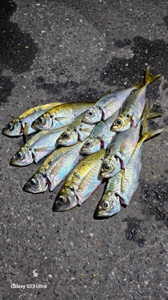 アジの釣果