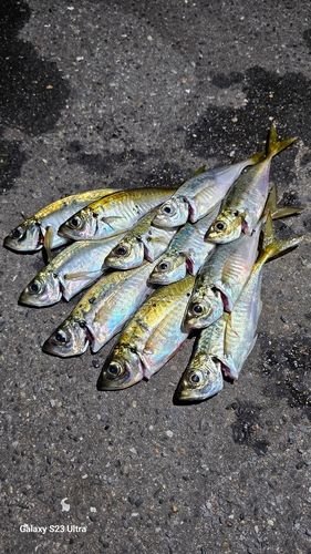アジの釣果