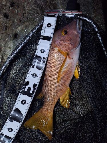 シブダイの釣果