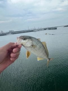 シオの釣果