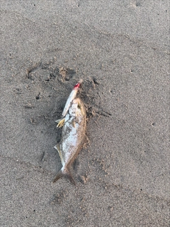 ショゴの釣果